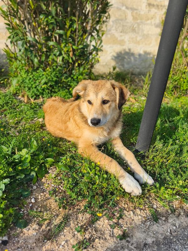 Magma cucciola timida in adozione Foto 9